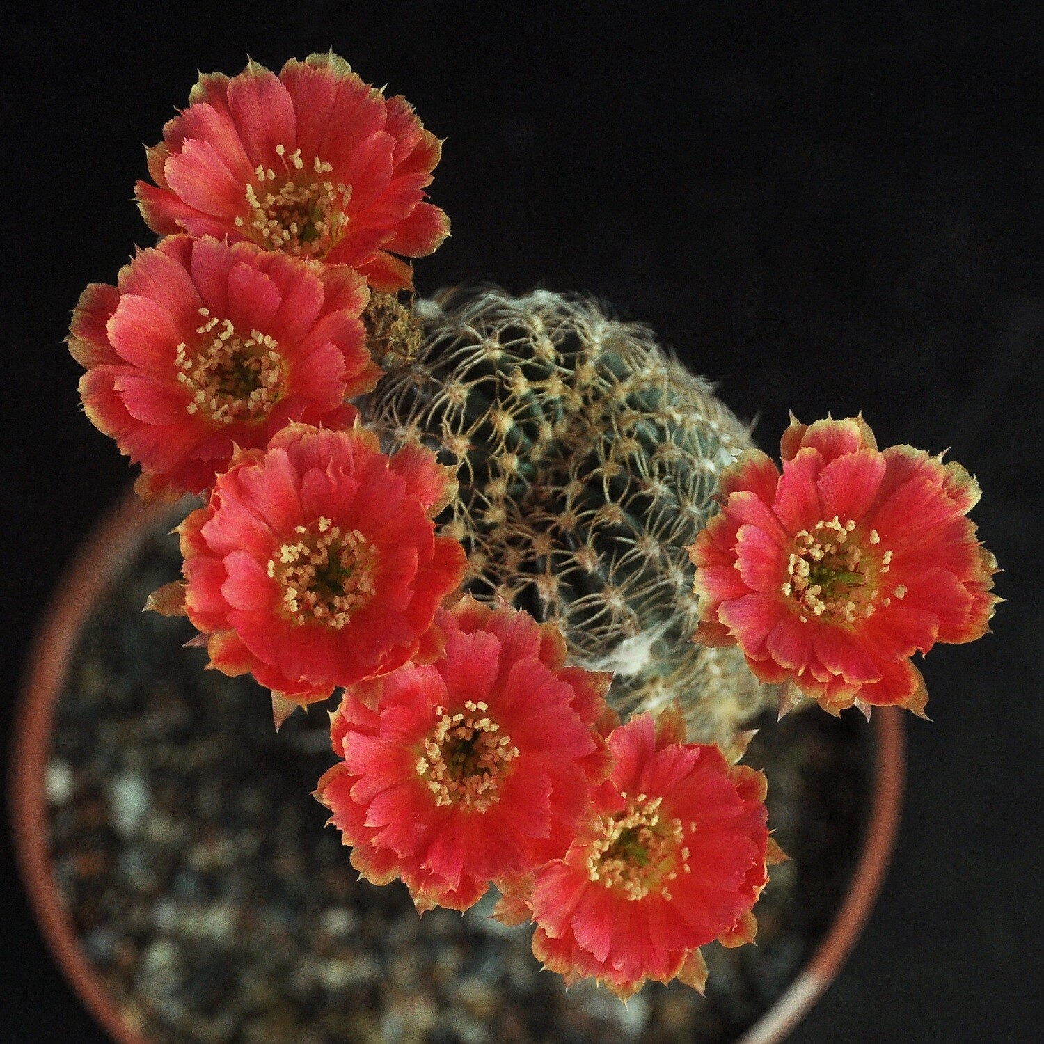Lobivia hybrid Franja de Oro in bloom with multiple red flowers