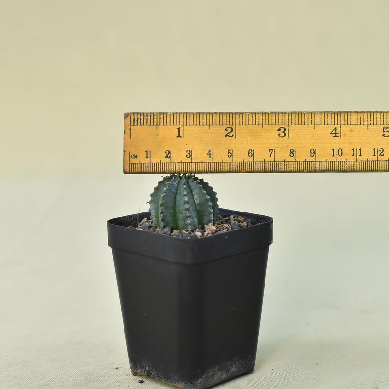 Euphorbia meloformis