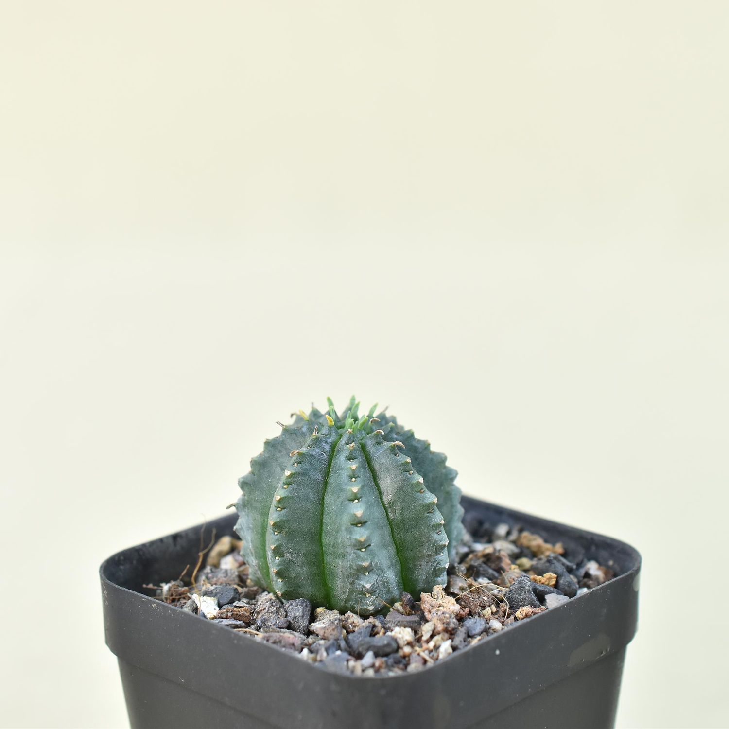 Euphorbia meloformis Euphorbia meloformis