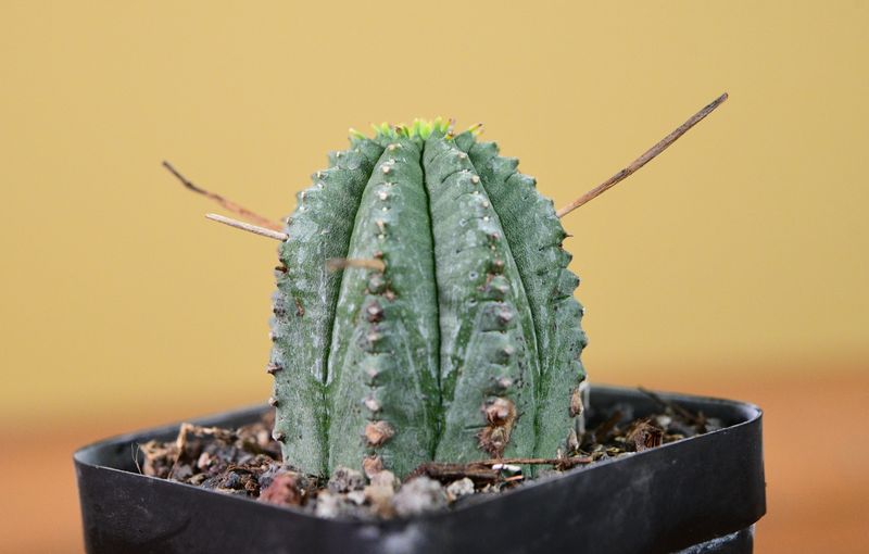 Euphorbia meloformis