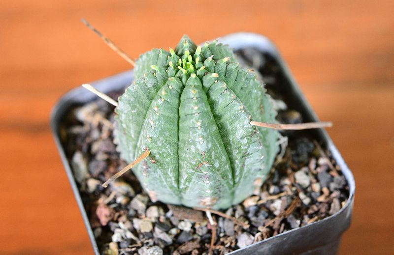 Euphorbia meloformis