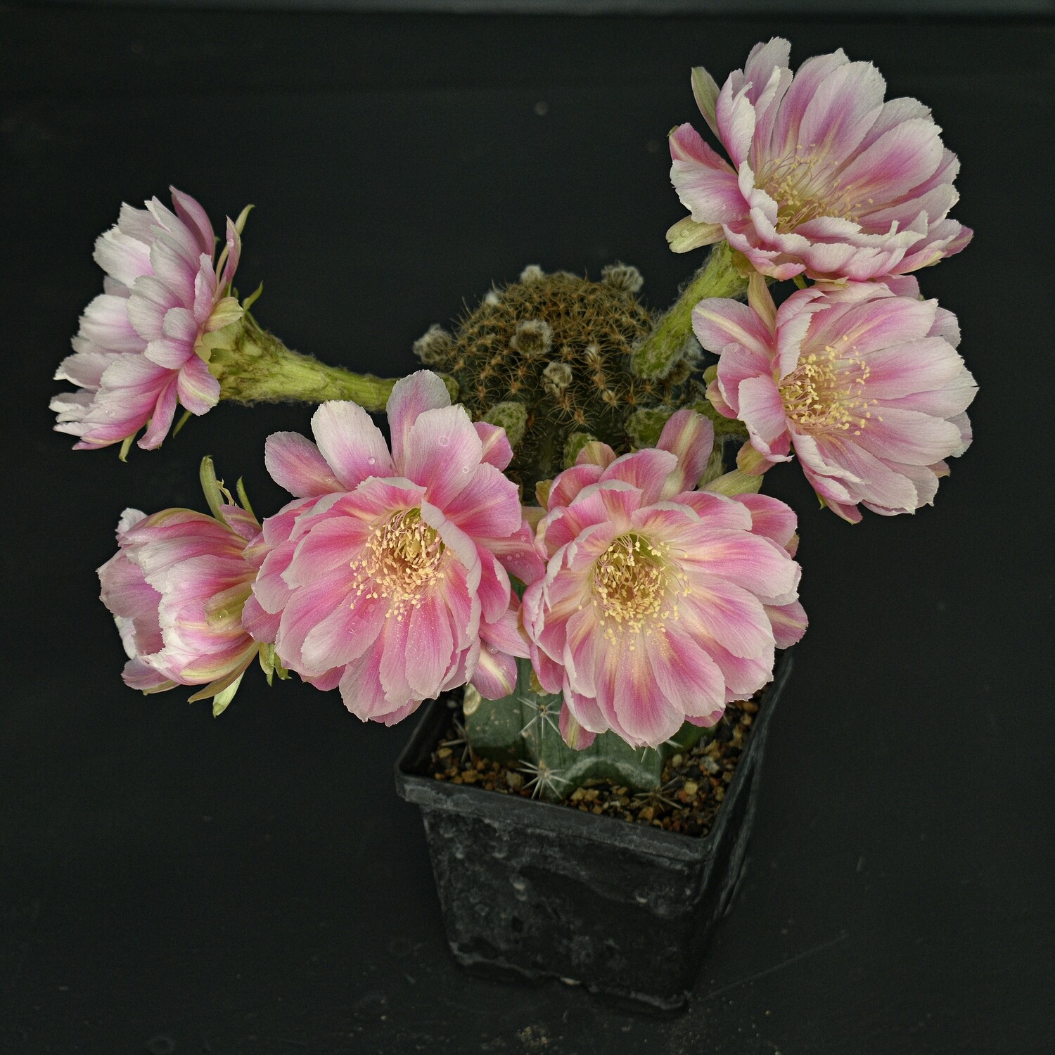 Lobivia hybrid Jeune Fille Rose-FLOWER