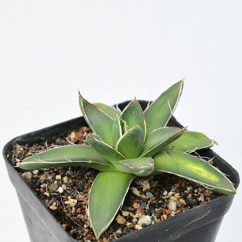 Agave fillifera compacta