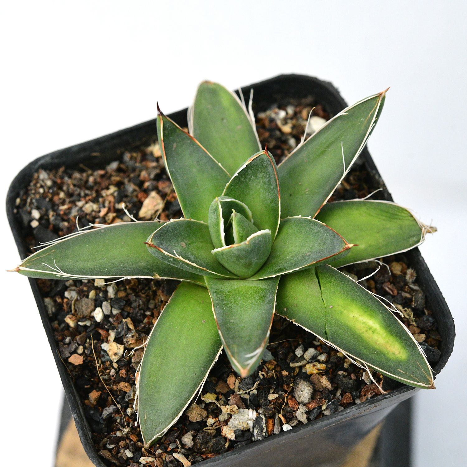 Agave fillifera compacta