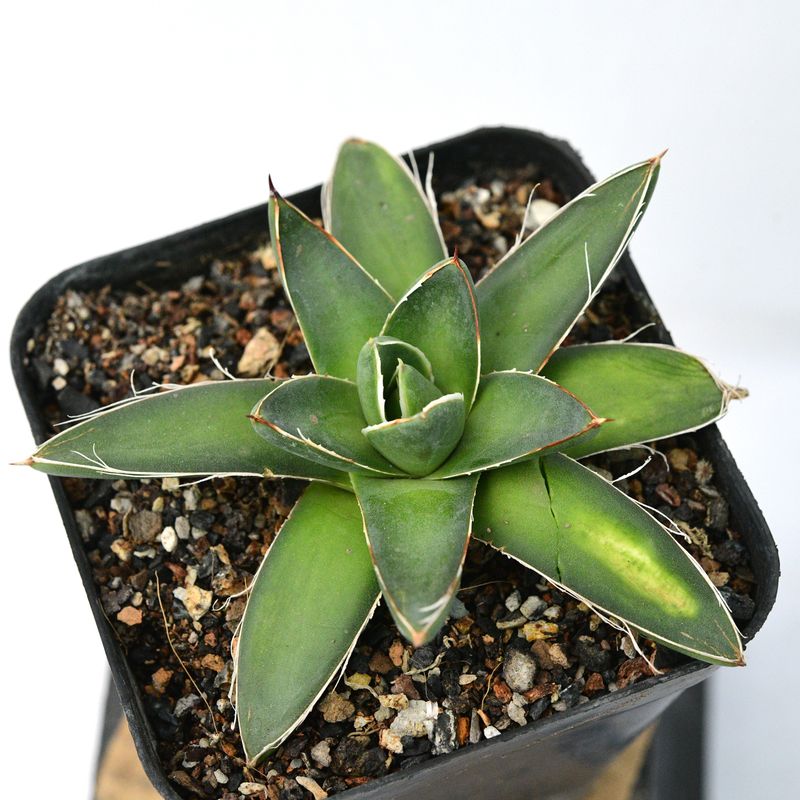 Agave fillifera compacta