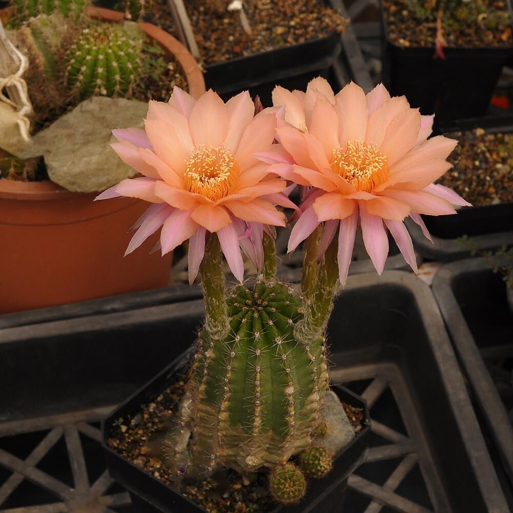 Echinopsis OAXACA Light Echinopsis OAXACA Light-Flower
