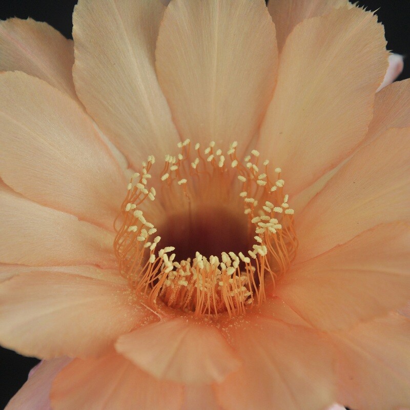 Echinopsis OAXACA Light-Flower