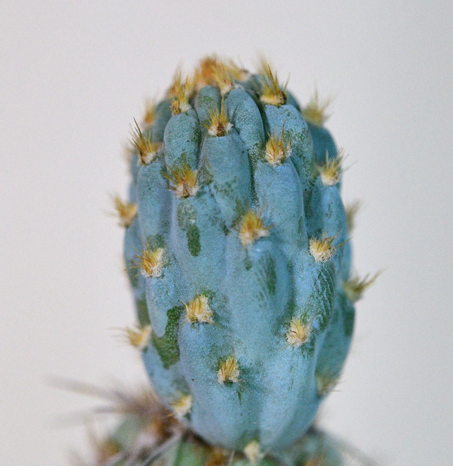 Cylindropuntia miquelii