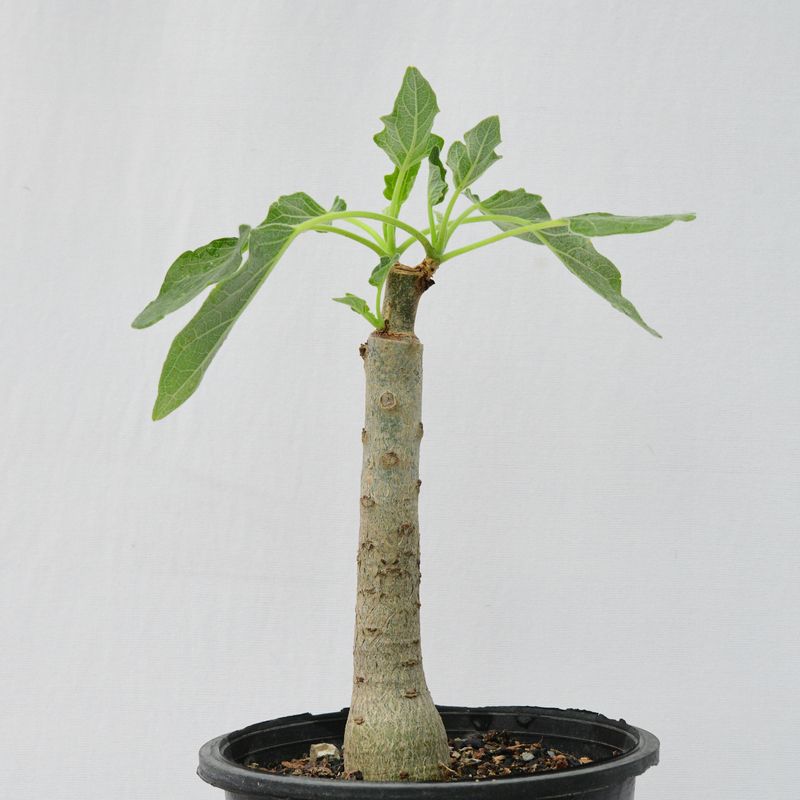 Uncarina hybrid Grafted Plant
