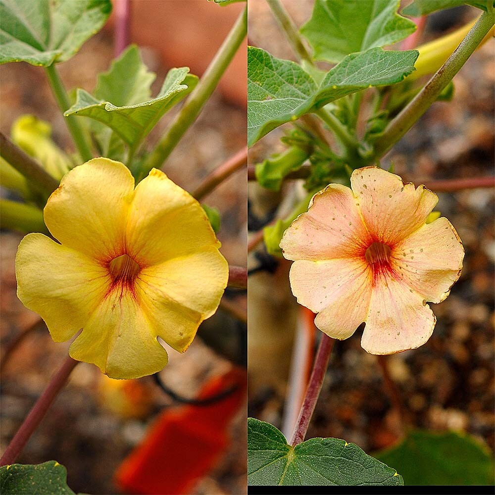 Uncarina hybrid Grafted Plant in bloom with yellow and peach flowers