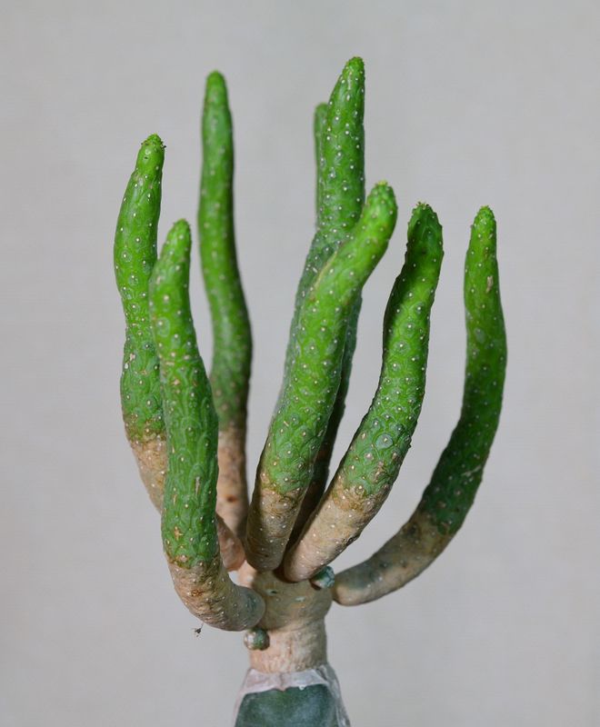 Euphorbia inermis close-up of stem branches and texture