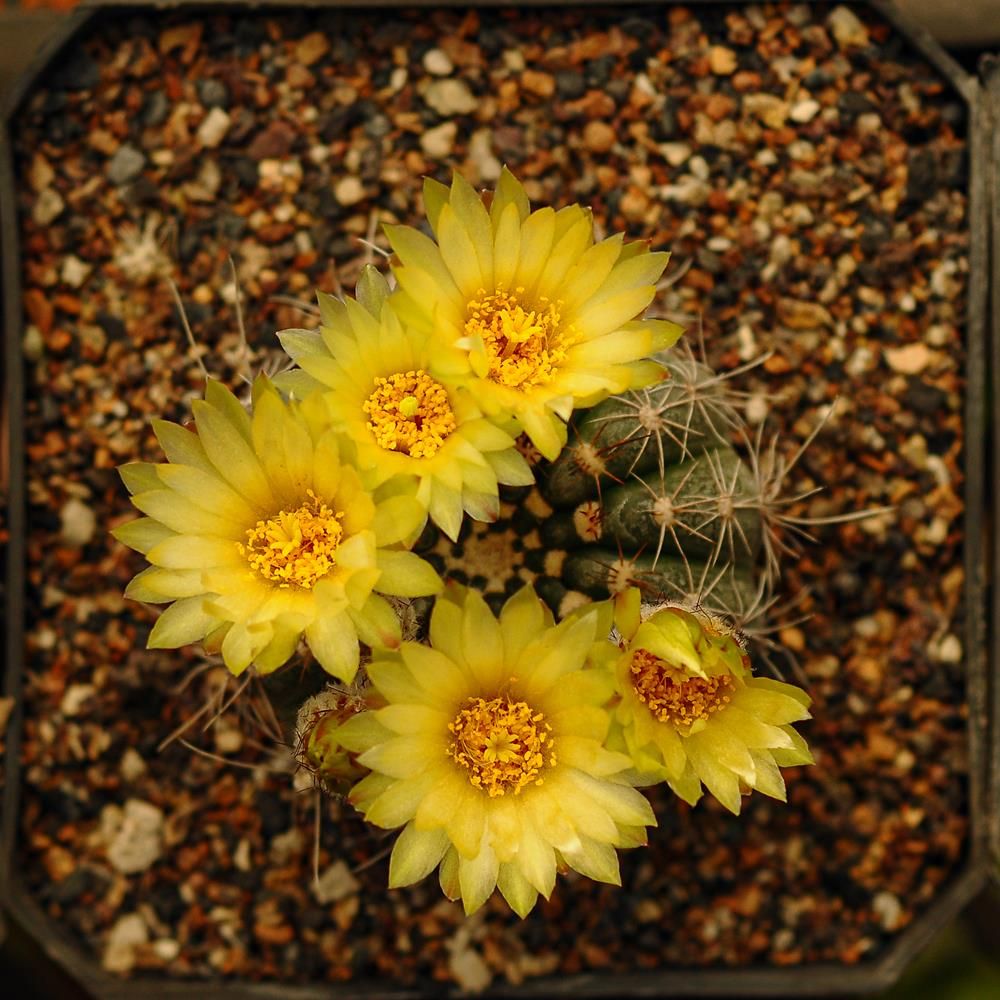 Notocactus crassigibus (Yellow Flower) in bloom with multiple yellow flowers