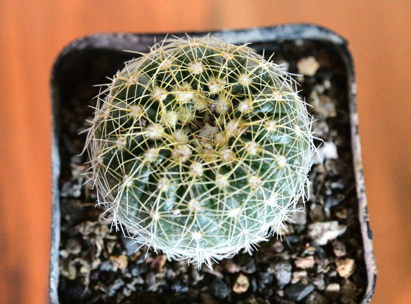 Notocactus crassigibus (Yellow Flower) spherical form top-down view