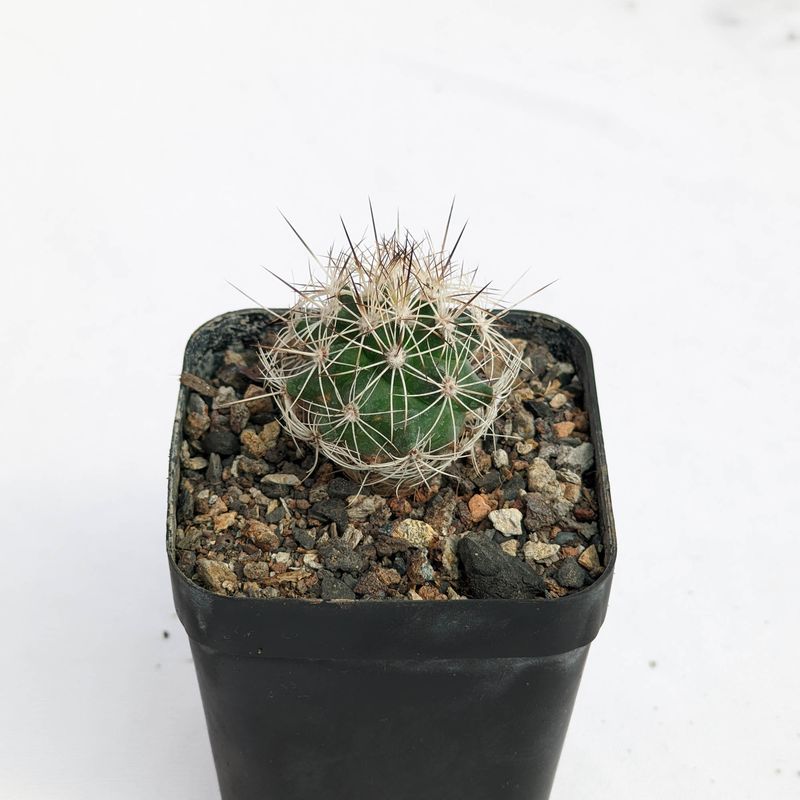 Turbinicarpus horripilus subs wrobelianus
