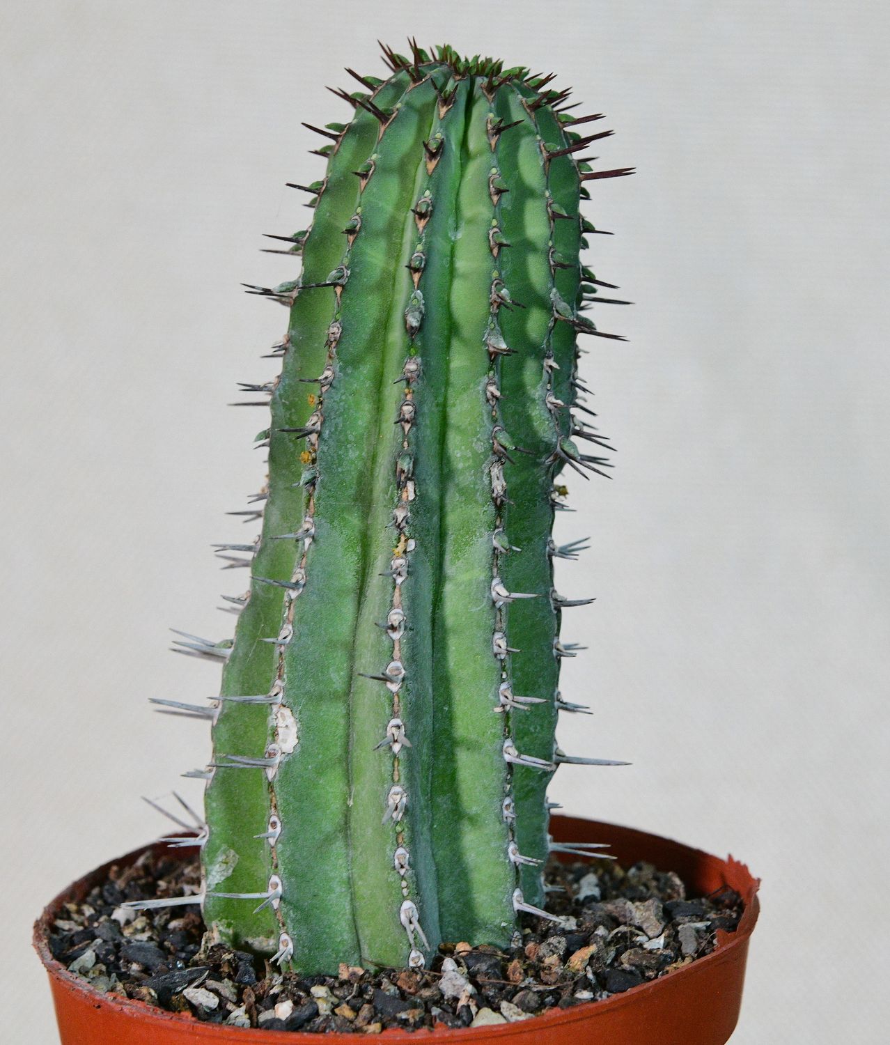 Euphorbia fruticosa (Typical Form) in terracotta pot, full plant view