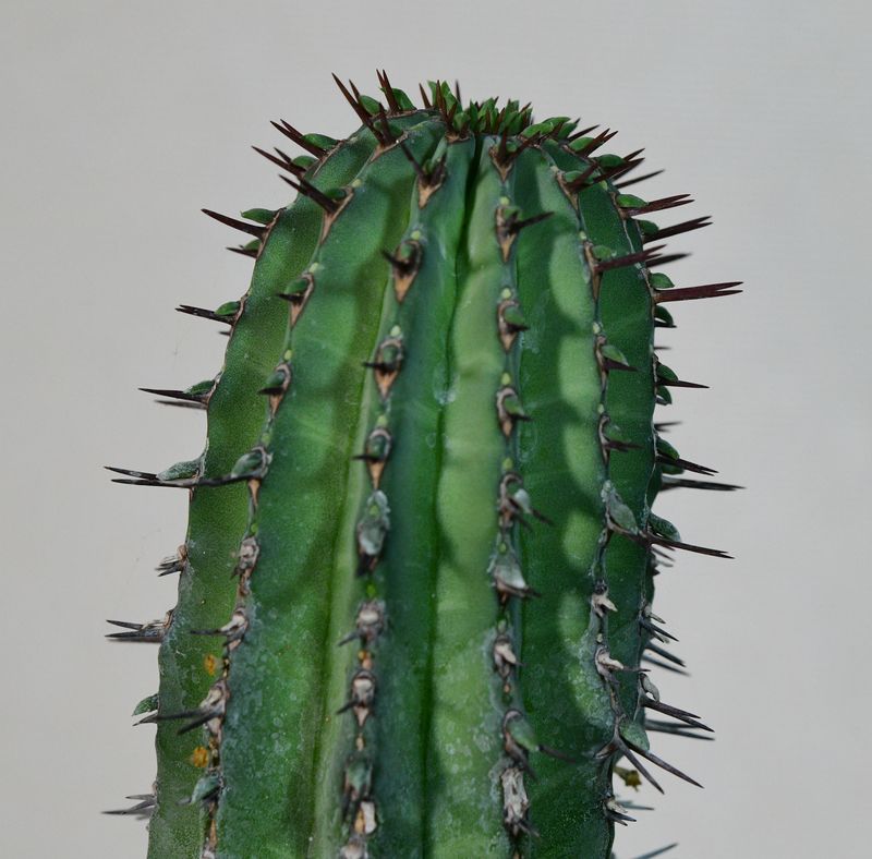 Euphorbia fruticosa (Typical Form) close-up of upper stem and spines