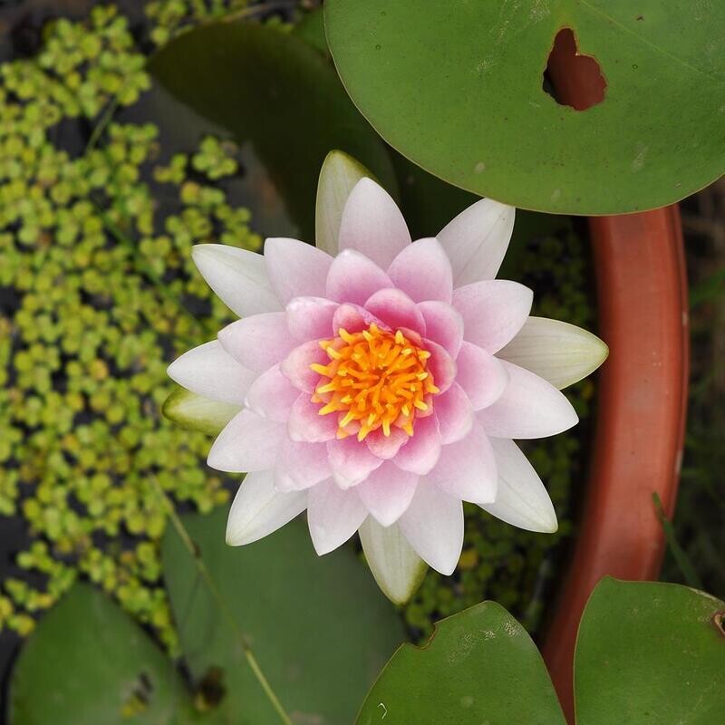 Md Wilforme ( Water Lily)