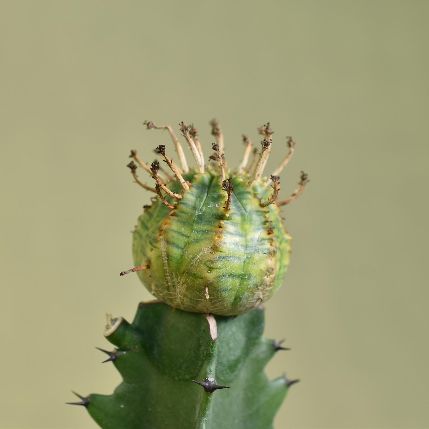 Euphorbia obesa hybrid variegated Euphorbia obesa hybrid variegated