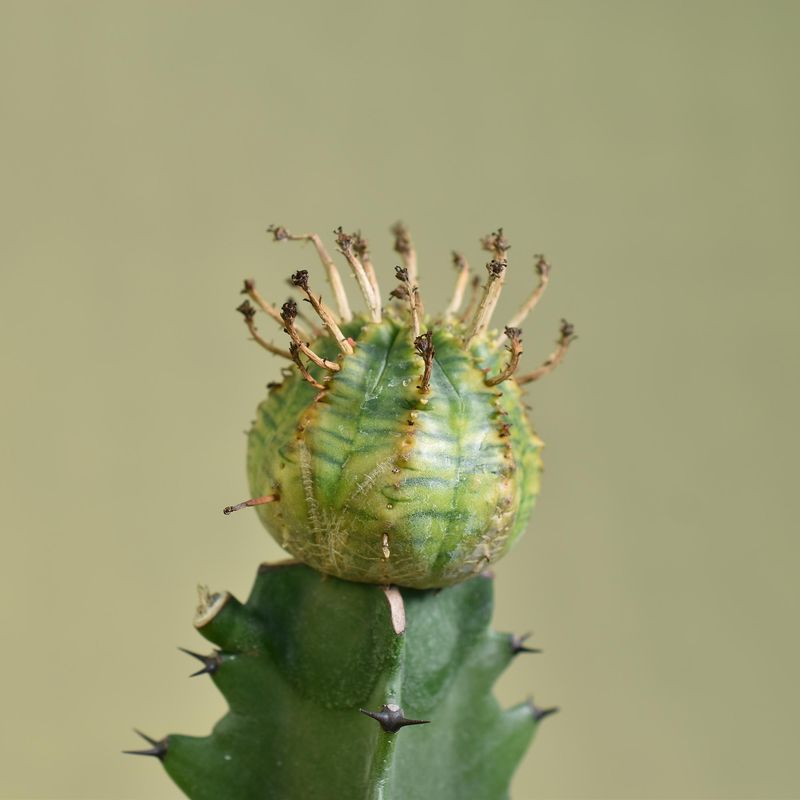Euphorbia obesa hybrid variegated Euphorbia obesa hybrid variegated