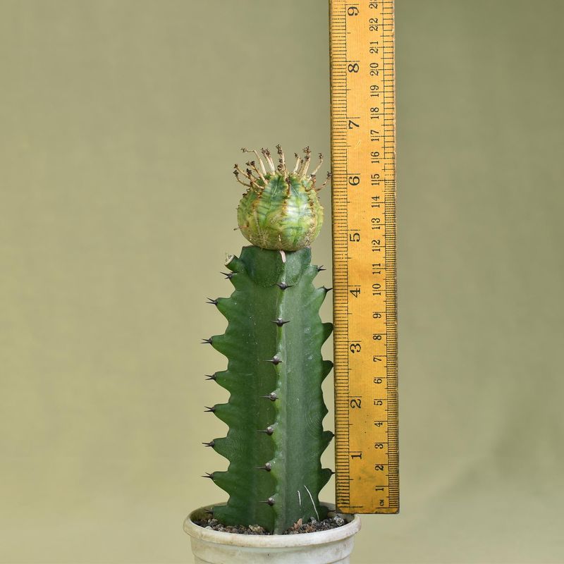 Euphorbia obesa hybrid variegated