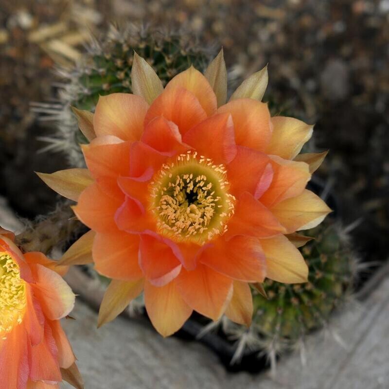 Echinopis hybrid Idalia
