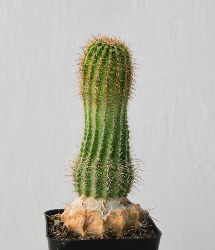 Echinopis hybrid Idalia