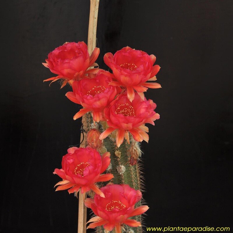 Echinopsis Hybrid Mars Red-With Flower