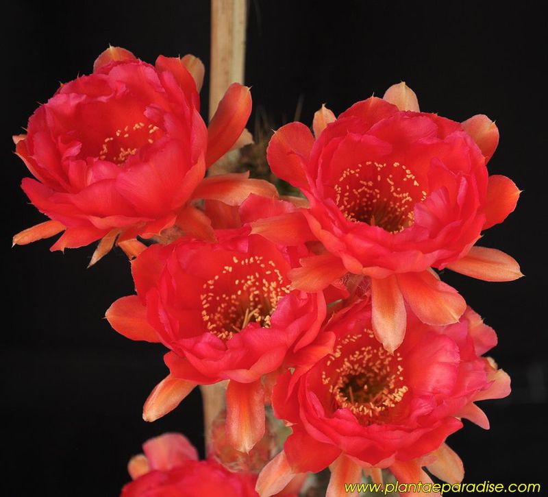 Echinopsis Hybrid Mars Red-Flower