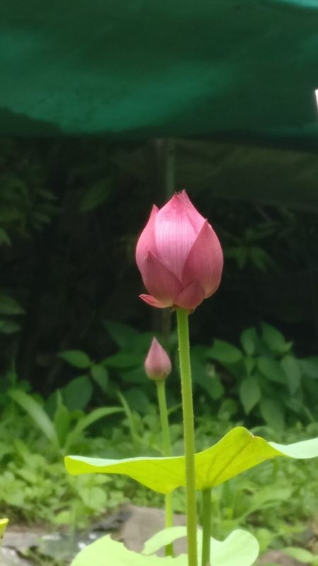 Lotus pink cloud unopened bud on stem