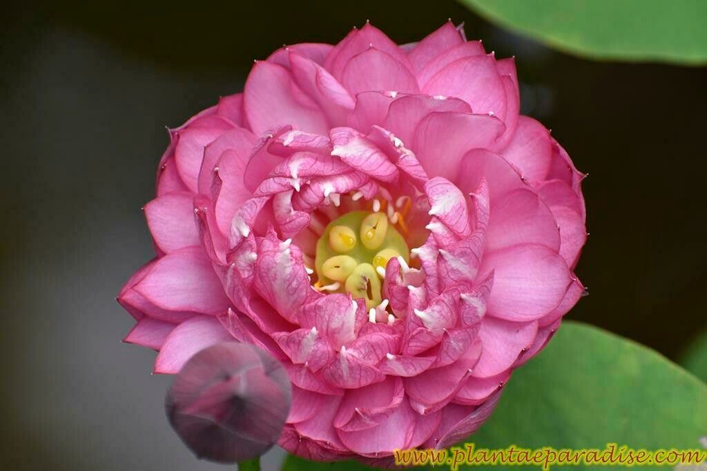 Lotus pink cloud in full bloom with yellow stamens