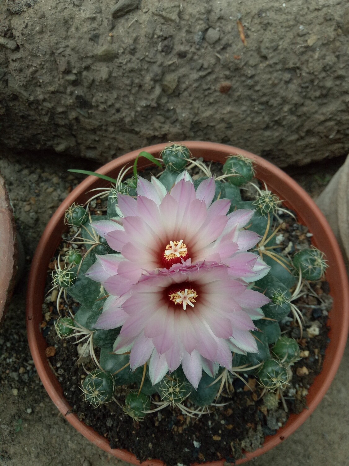 Coryphantha Elephantidens (Pink Flower)