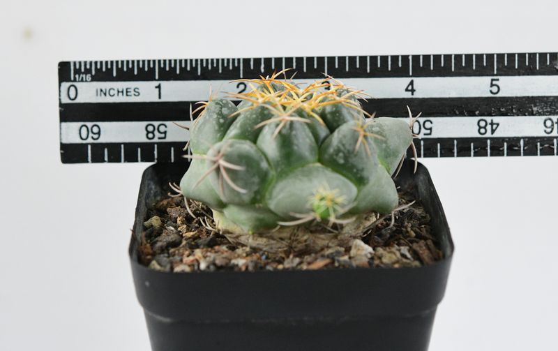 Coryphantha Elephantidens (Pink Flower)