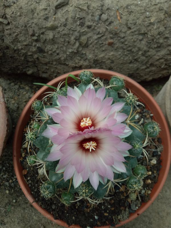 Coryphantha Elephantidens (Pink Flower) Coryphantha Elephantidens (Pink Flower)