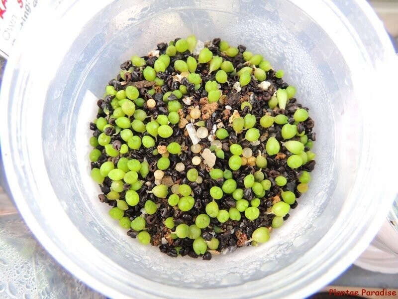 Cactus Seed Planting Mix