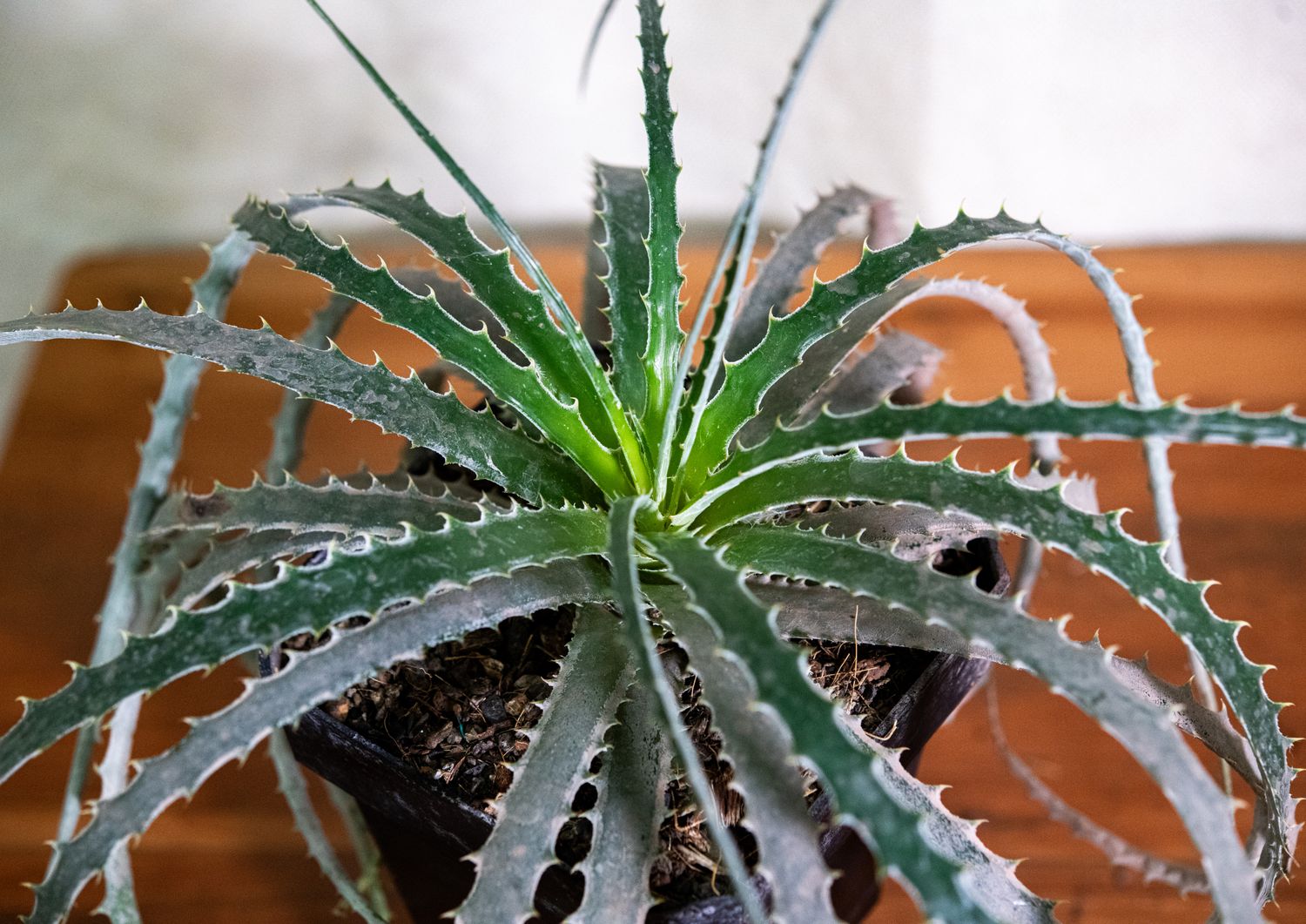 Hechtia stenopetala