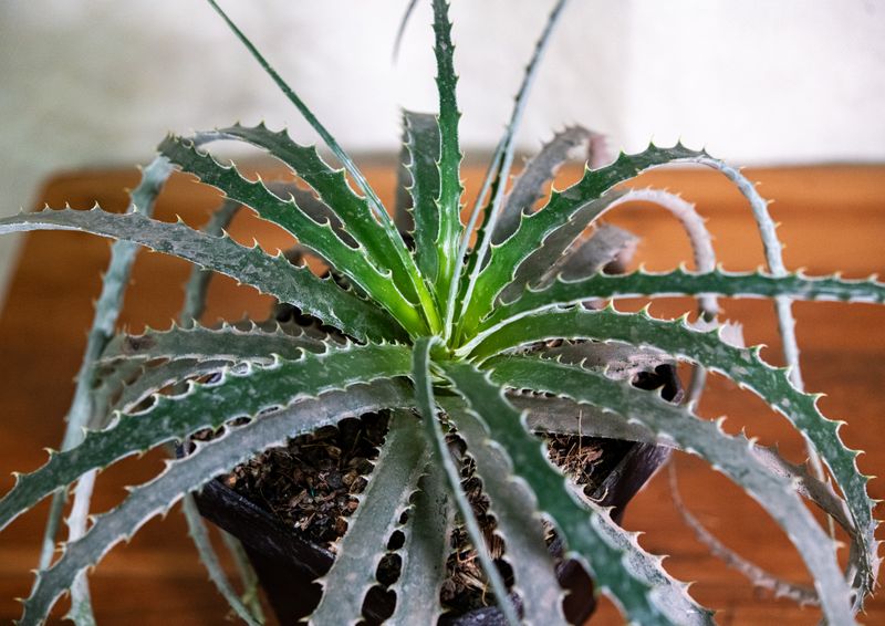 Hechtia stenopetala Hechtia stenopetala close-up of serrated leaf edges