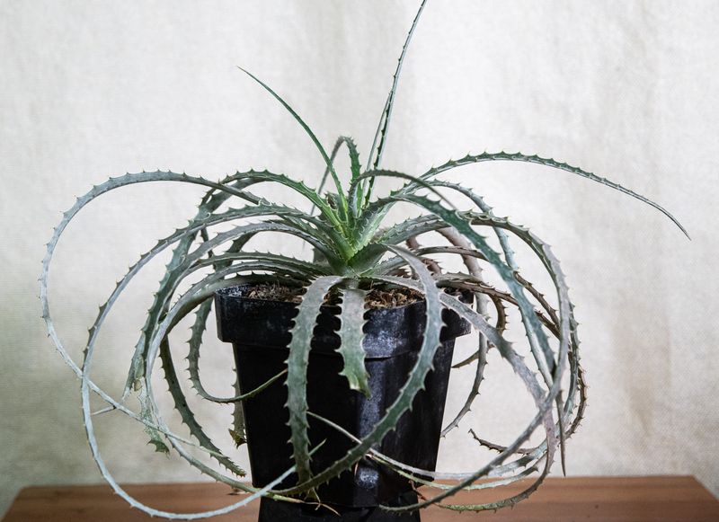 Hechtia stenopetala top-down view in pot