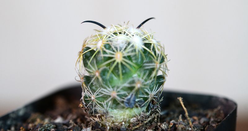 Coryphantha tripugionacantha
