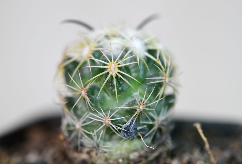 Coryphantha tripugionacantha