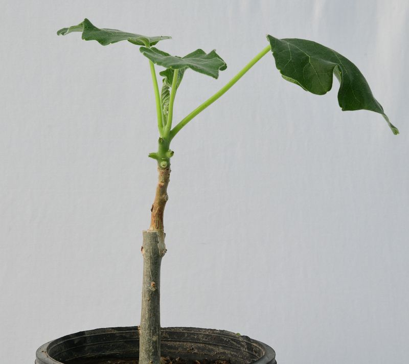 Uncarina hybrid Grafted Plant