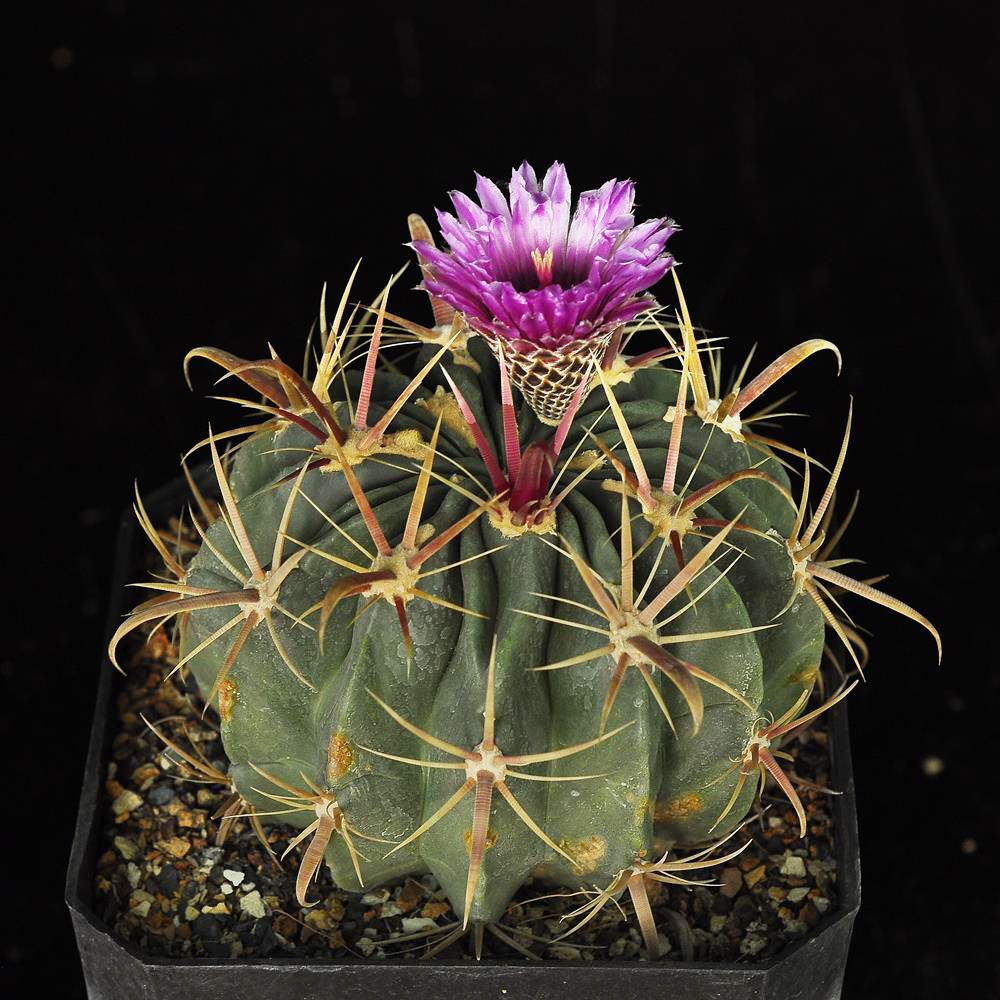 Ferocactus latispinus