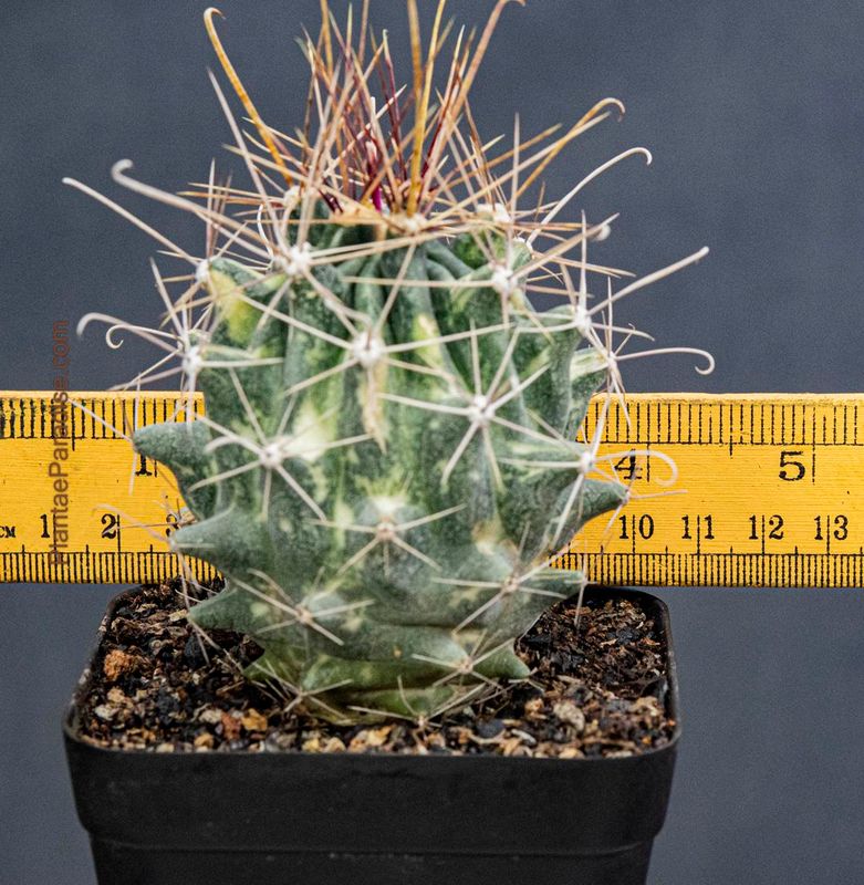 Hamatocactus Hamatacanthus Variegated