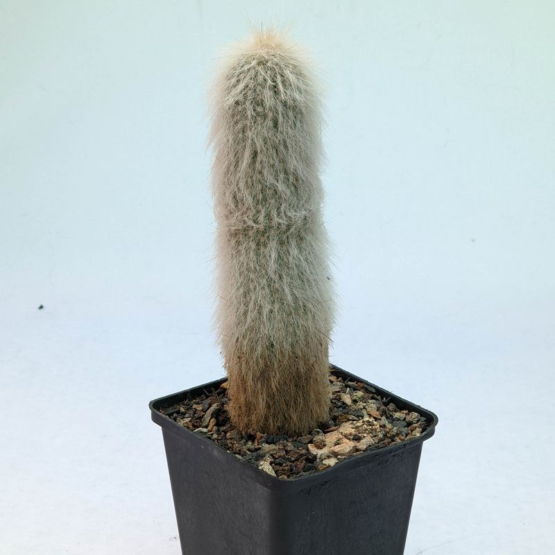 Cleistocactus strausii (Silver Torch Cactus)