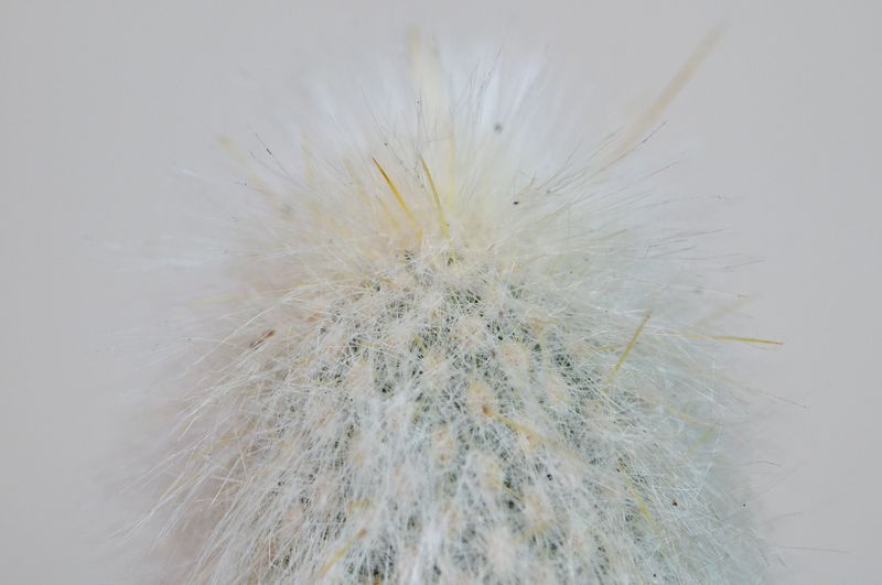 Cleistocactus strausii (Silver Torch Cactus)