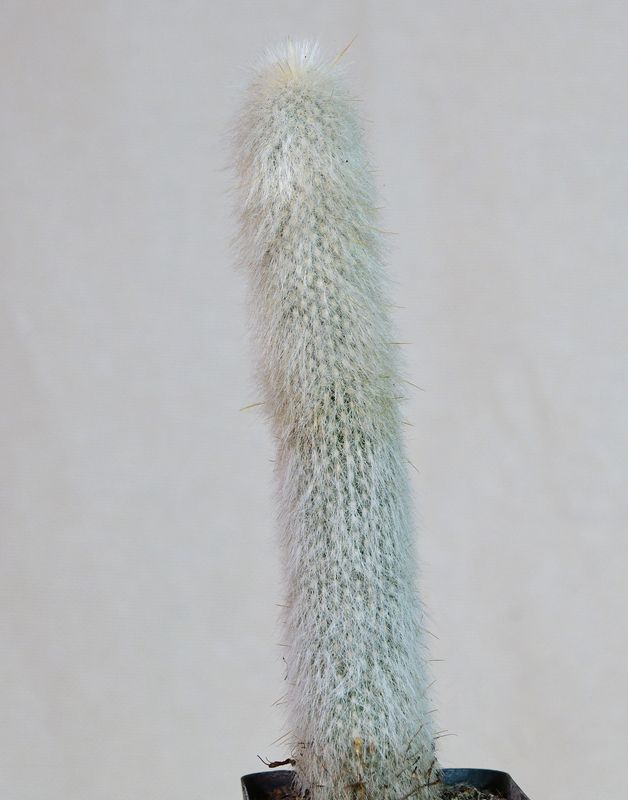 Cleistocactus strausii (Silver Torch Cactus)