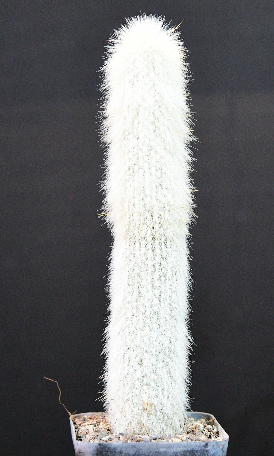Cleistocactus strausii (Silver Torch Cactus)