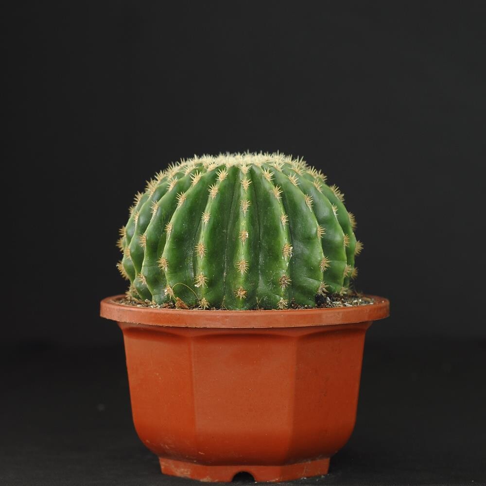 Echinocactus grusonii brevispinus