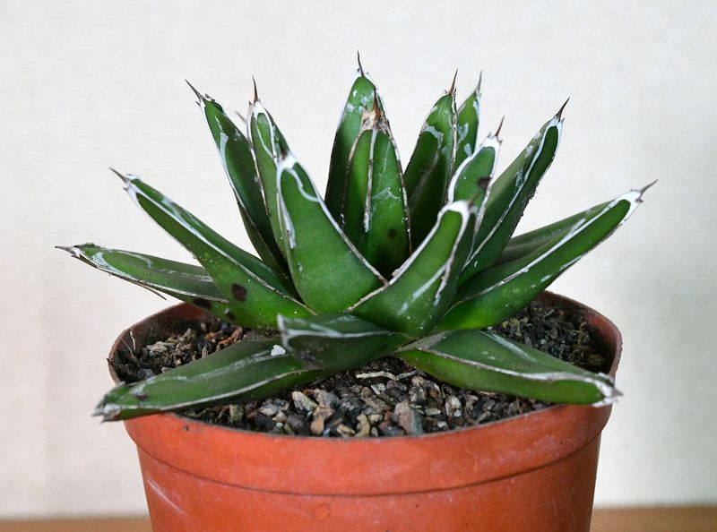 Agave Victoria Reginae 'Himesanoyuki' Compact Form front view in terra cotta pot