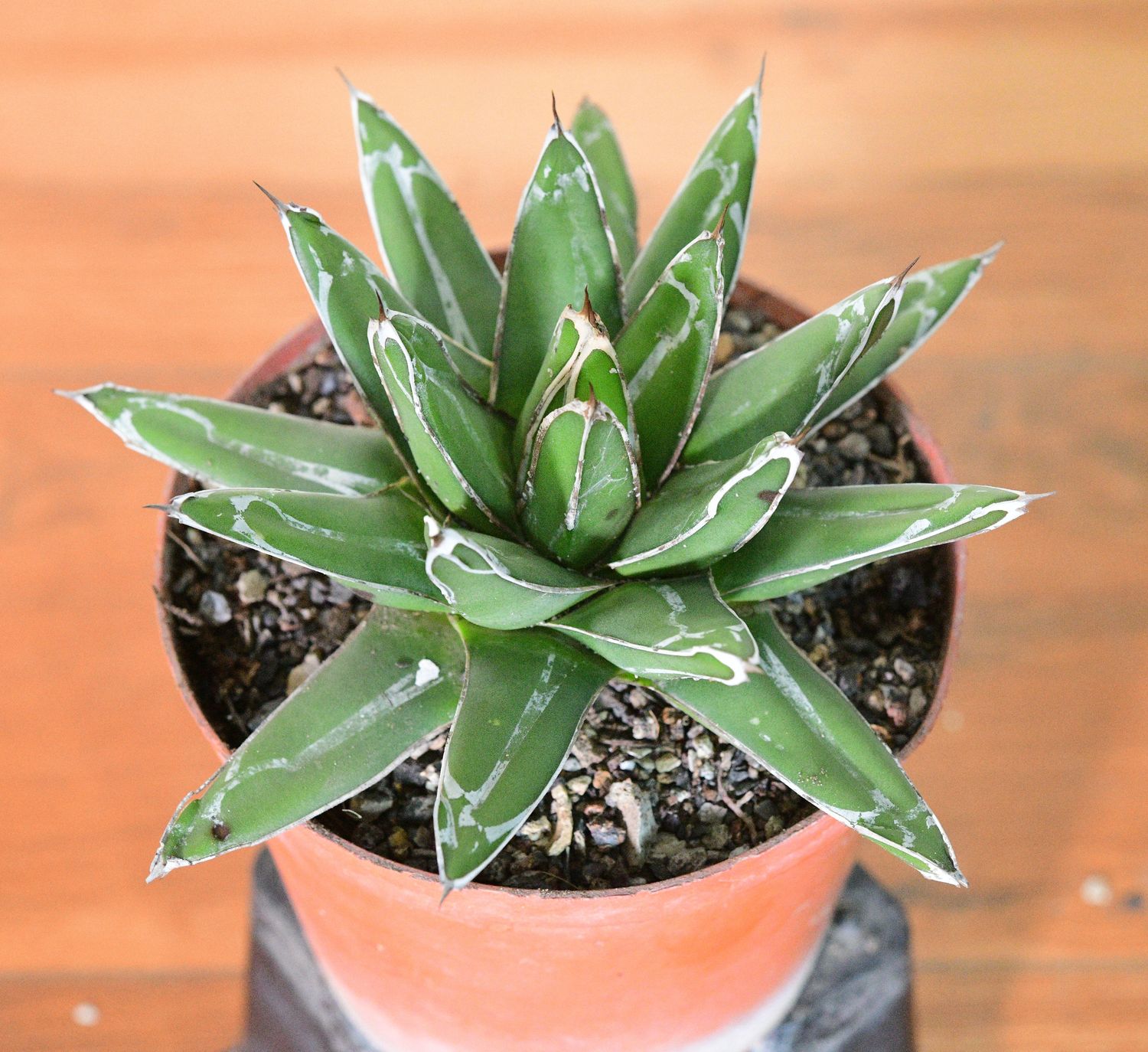 Agave Victoria Reginae 'Himesanoyuki' Compact Form top-down view
