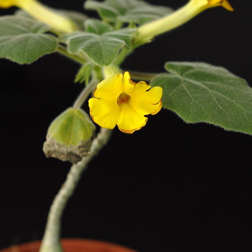 Uncarina roeoesliana Rauh (seed grown)